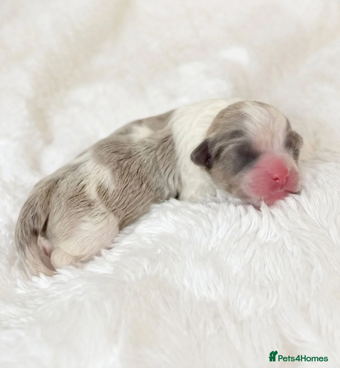 Shih Tzu dogs for sale: Standard Health Tested Kennel Club - Advert 1