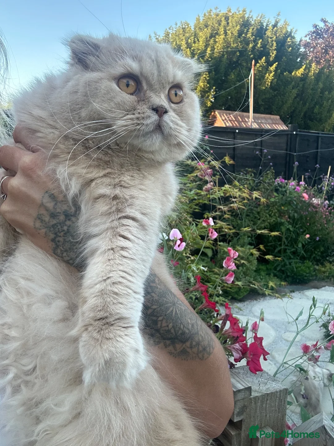 Scottish Fold cats for sale: Scottish fold male for rehoming - Advert 2