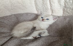 Scottish Fold cats for sale: Beautiful Scottish fold kittens - Image 5