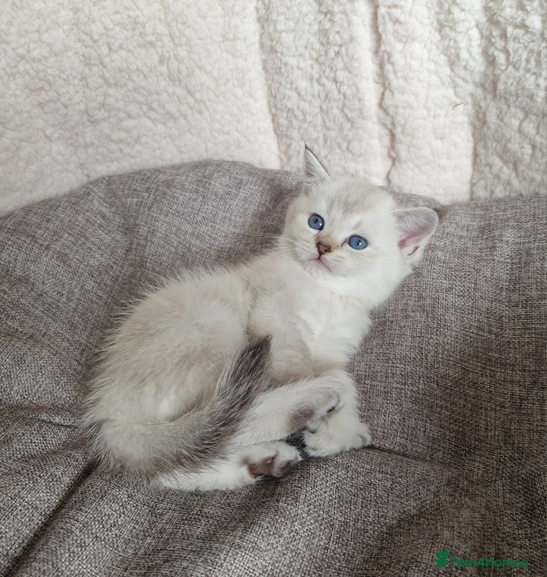 Scottish Fold cats for sale: Beautiful Scottish fold kittens - Image 5