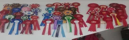 British Shorthair cats for stud: Gccf Active Studs Blue, Lilac, Blue Bi, Cream Bi - Advert 18