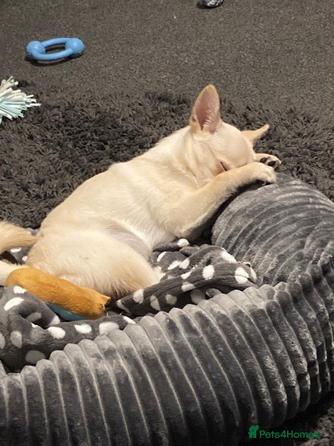 Mixed Breed dogs for sale: Pom-A-Pug 3 months - Image 3