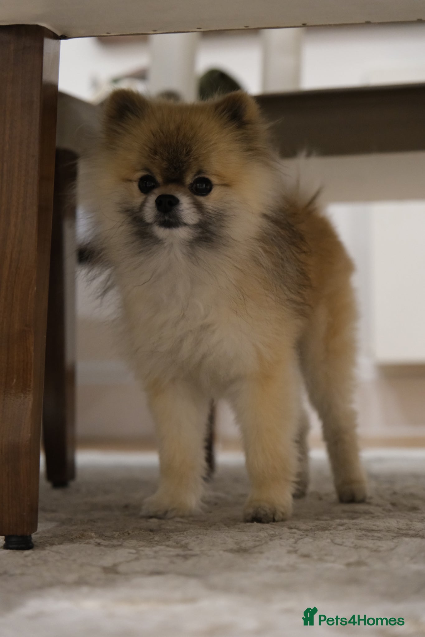 Pomeranian dogs Pedigree toy Pomeranian to stud  - Advert 1