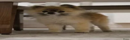 Pomeranian dogs for stud: Pedigree toy Pomeranian to stud  - Advert 1