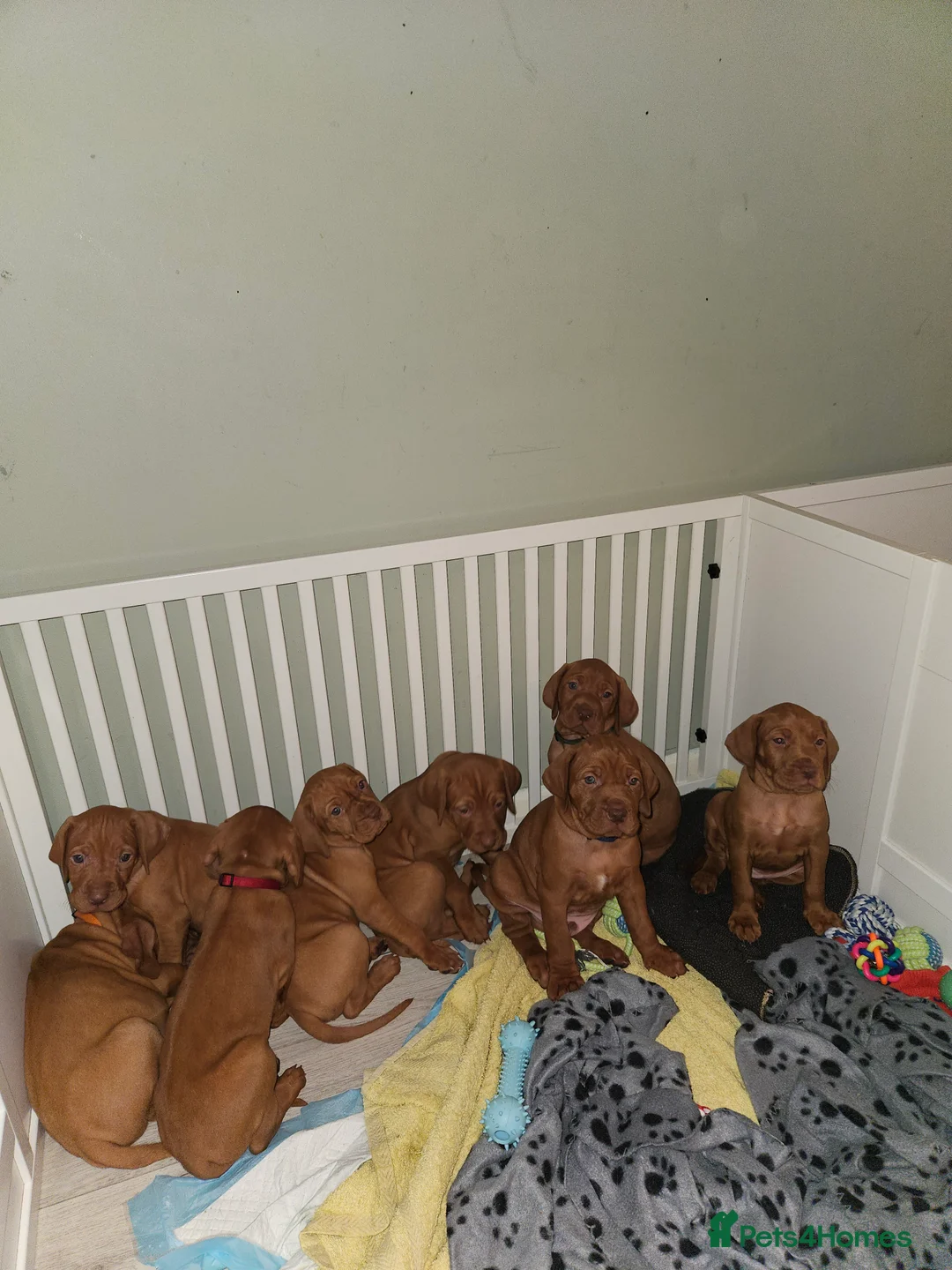 Hungarian Vizsla dogs for sale: 🏆🇭🇺 KC Registered fully trained HungarianVizsla - Advert 11