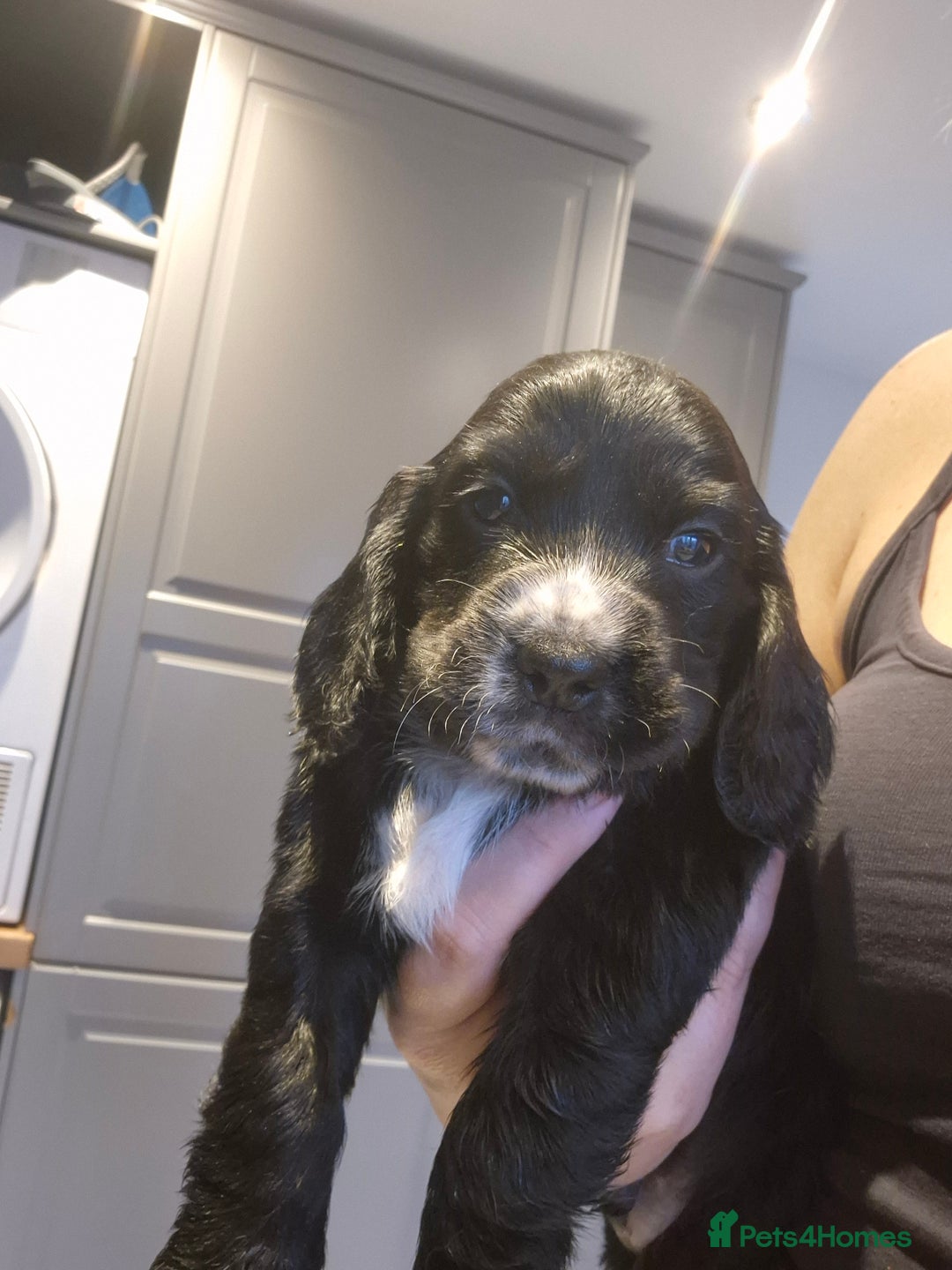 Cocker Spaniel dogs for sale: 2 male cocker spaniel  - Image 2