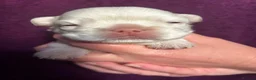 French Bulldog dogs for sale: Fluffy French bulldog puppies - Advert 11