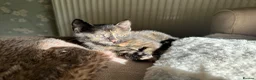 British Shorthair cats for sale: British Shorthair Kittens!  - Advert 13