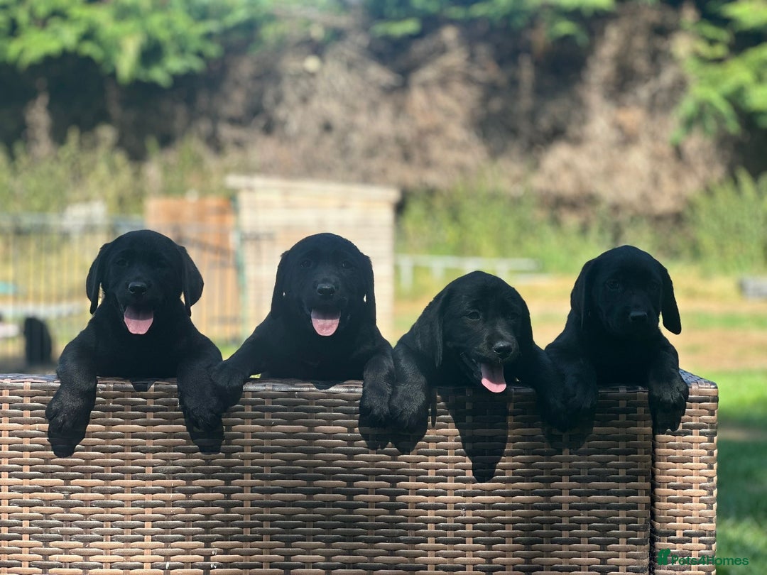Labrador Retriever dogs for sale: Chunky show type Black Ladrador Puppies - Image 5