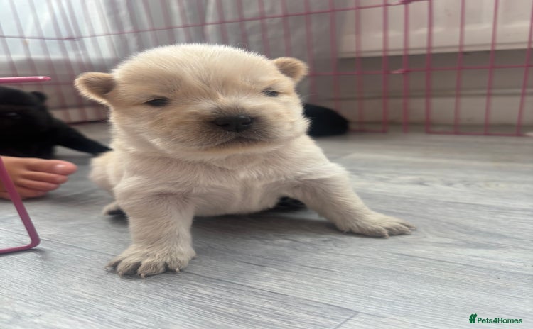 Chow Chow dogs - Advert 1