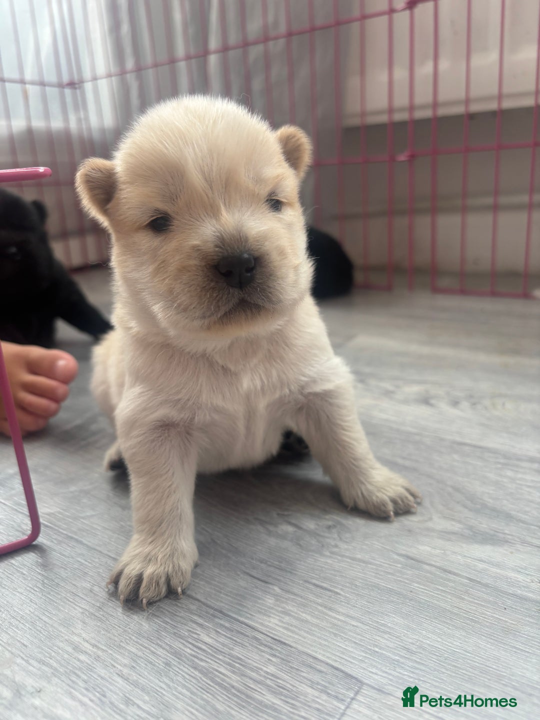 Chow Chow dogs for sale: Chow chow puppies - Image 1