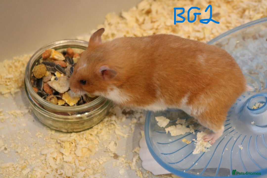 Hamster rodents for sale: Young Syrian Hamsters - Image 11