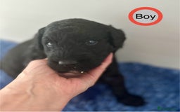 Goldendoodle dogs for sale: Standard Golden Sheepadoodle puppies - Image 11
