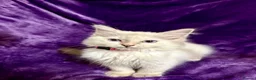 Ragdoll cats for sale: Beautiful GCCF Ragdoll Kittens  - Advert 11
