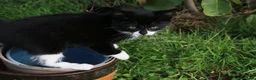 Mixed Breed cats for sale: Short haird farm kittens - Advert 8