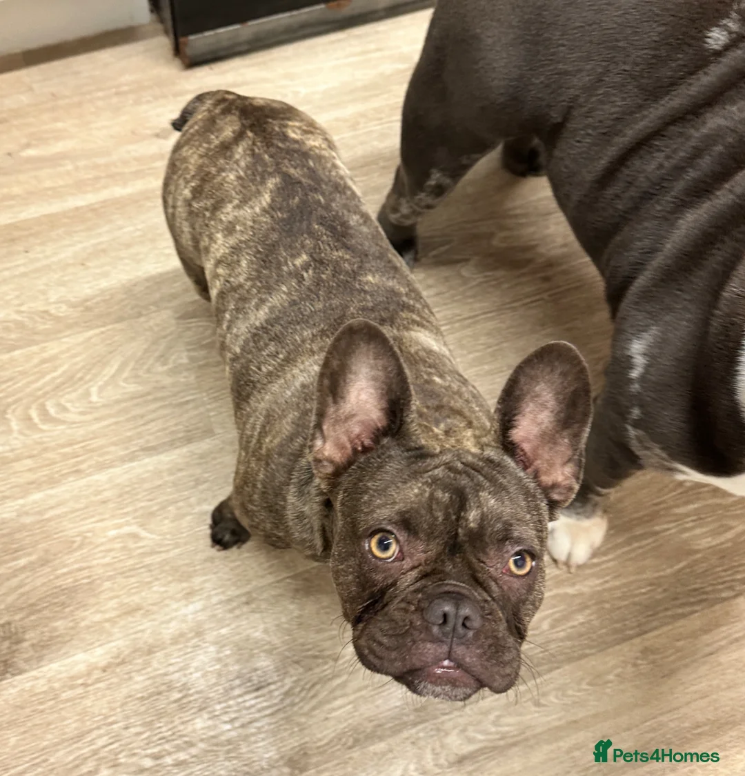 French Bulldog dogs for sale: Female French bulldog  in Norwich - Advert 2