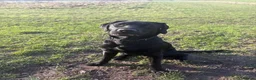 Labrador Retriever dogs for sale: 🐾 KC Registered Black Labrador Male – Enzo –  🐾 - Advert 11