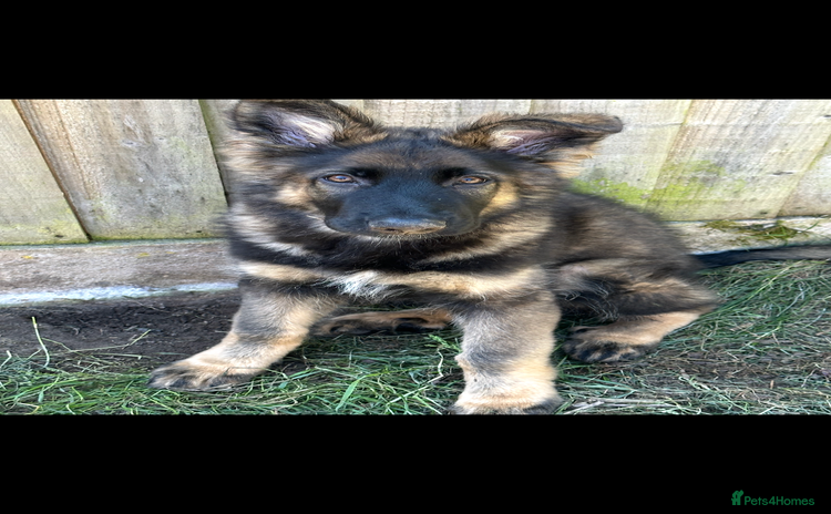 German Shepherd dogs - Advert 1