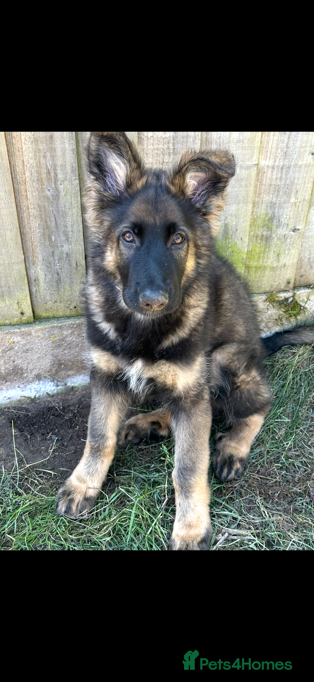 German Shepherd dogs for sale: 2YR old male German Shepherd looking forever home  - Image 1