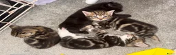 Domestic Shorthair cats for sale: Beautiful little playful kittens  - Advert 7