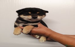 Japanese Shiba Inu dogs for sale: KC reg Japanese shiba inu puppies  - Image 8