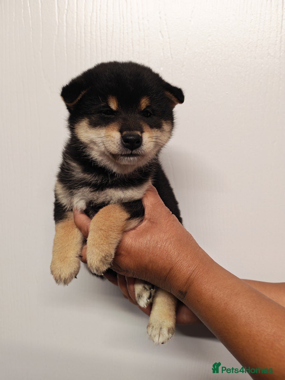 Japanese Shiba Inu dogs for sale: KC reg Japanese shiba inu puppies  - Image 8