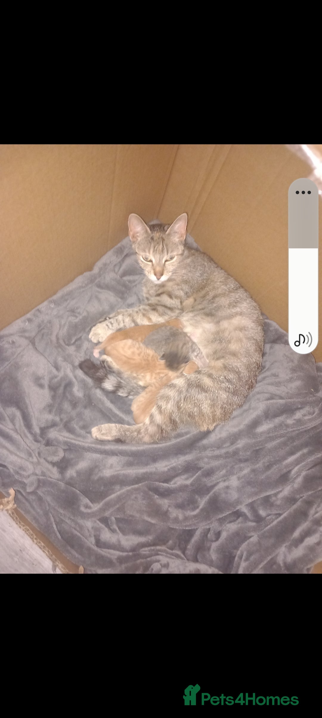 Mixed Breed cats for sale: 3 bengal half tabby.And 4 tabby half ragdol.  - Image 12