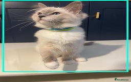 Ragdoll cats for sale: 🐾💕Last remaining ragdolls 💕🐾 in Hitchin - Image 12
