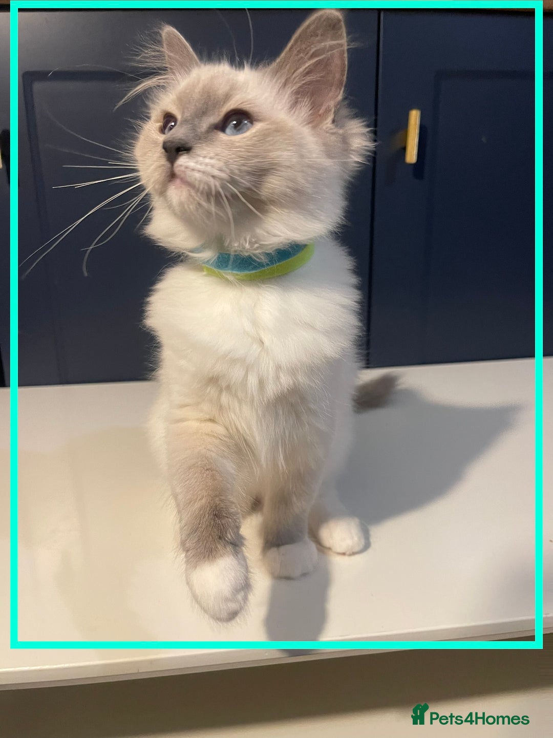 Ragdoll cats for sale: 🐾💕Last remaining ragdolls 💕🐾 in Hitchin - Image 12