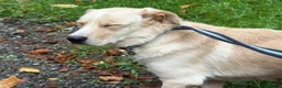 Mixed Breed dogs for adoption: Harvey -Norwich Norfolk  in Norwich - Advert 14