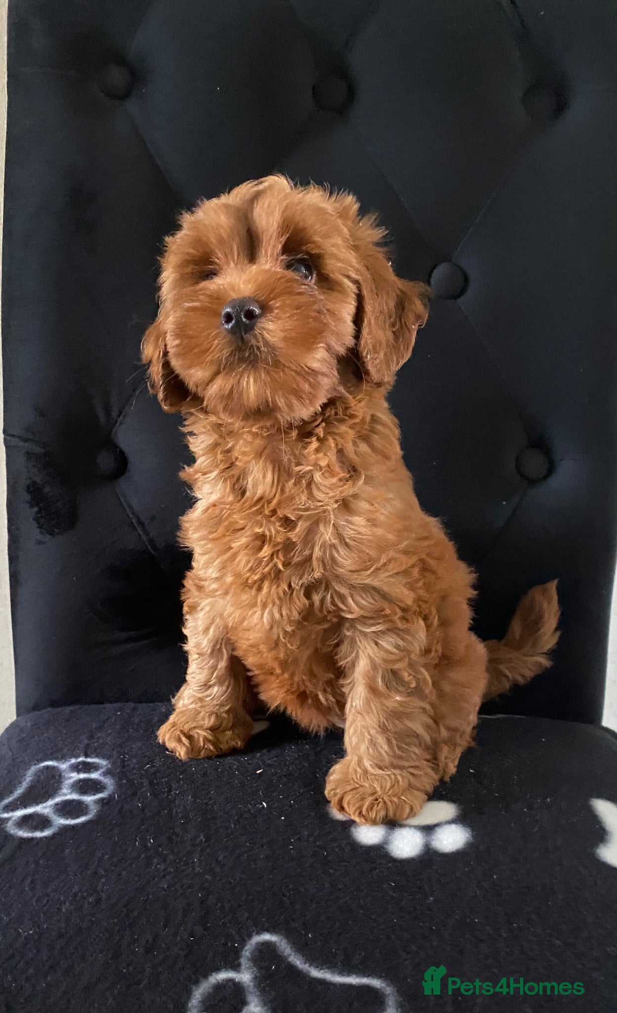 Cavapoo dogs ❤️ Red Cavapoo F1B Girls ❤️ Ready Now ❤️ - Advert 1