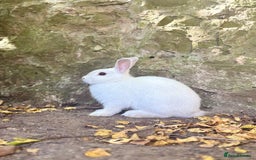 Netherland Dwarf rabbits for sale: A beautiful white Netherland Dwarf - Image 2