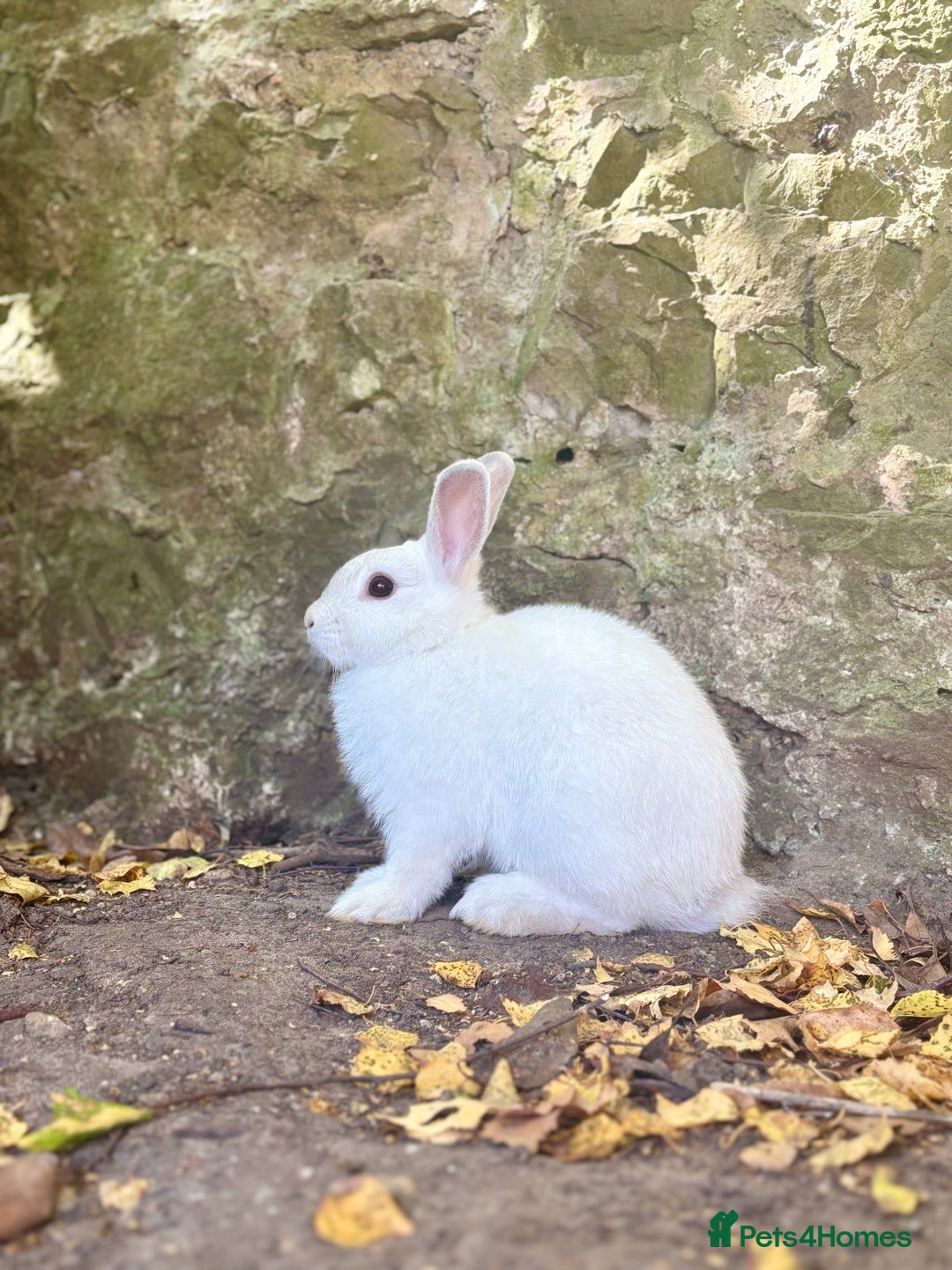 Netherland Dwarf rabbits for sale: A beautiful white Netherland Dwarf - Image 2