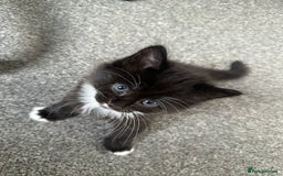 Mixed Breed cats for sale: 4 adorable male Siberian mix kittens 🐾 - Image 7