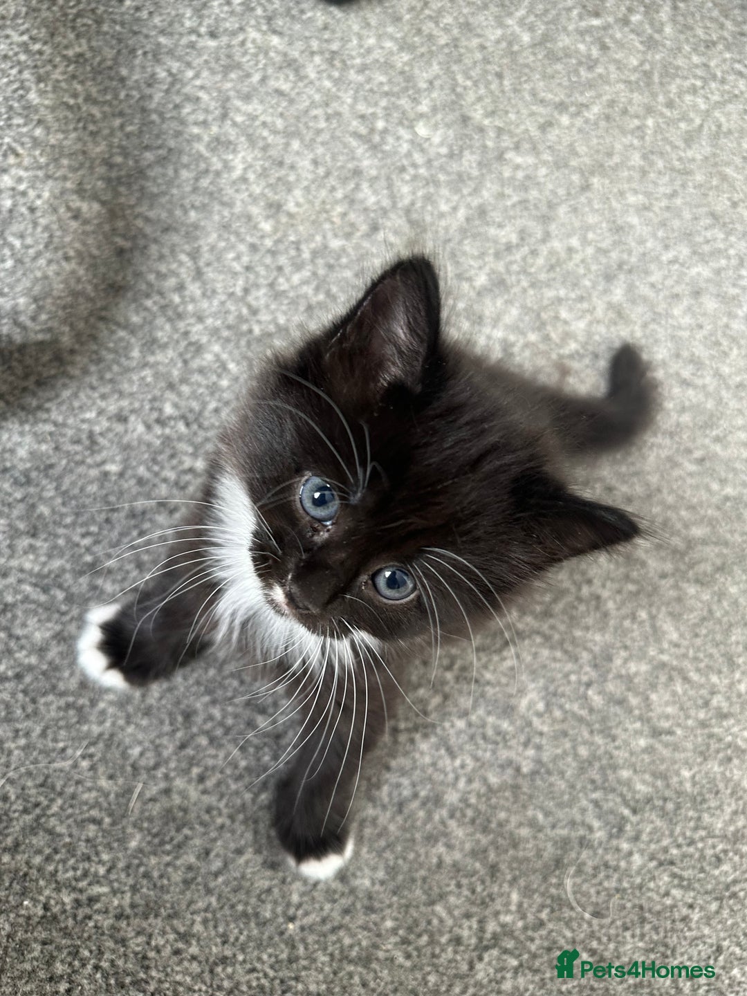 Mixed Breed cats for sale: 4 adorable male Siberian mix kittens 🐾 - Image 7