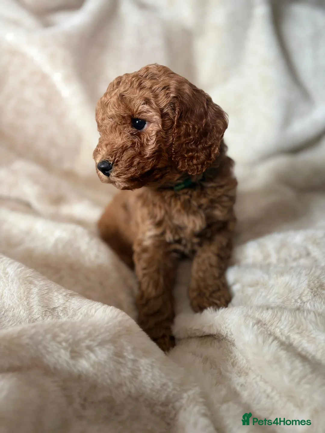 Cockapoo dogs for sale: 🥰🐶COCKAPOO🐶♥️ MOST ALREADY RESERVED♥️🐶 - Advert 2