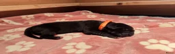 Great Dane dogs for sale: Pedigree Great Dane puppies for sale Shropshire - Advert 8