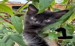 British Longhair cats for sale: 3 kittens ready for forever homes  - Image 5