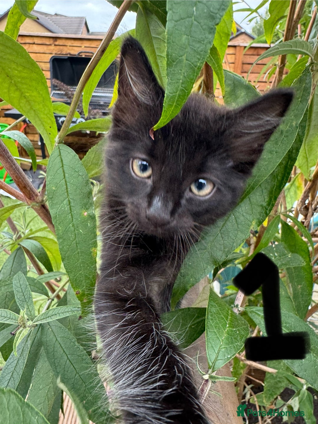 British Longhair cats for sale: 3 kittens ready for forever homes  - Image 5