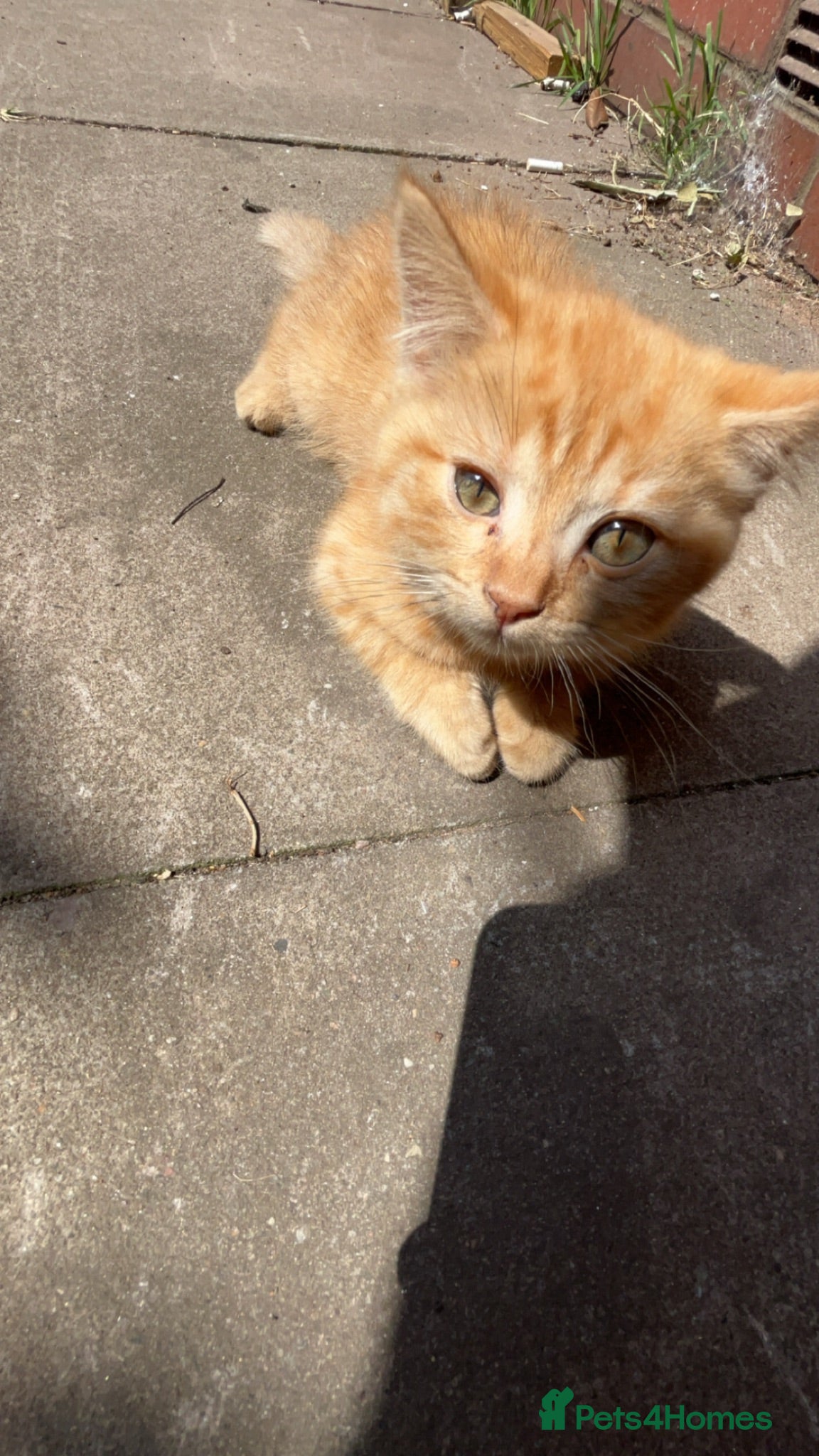 Mixed Breed cats Playful ginger kitten - Advert 2