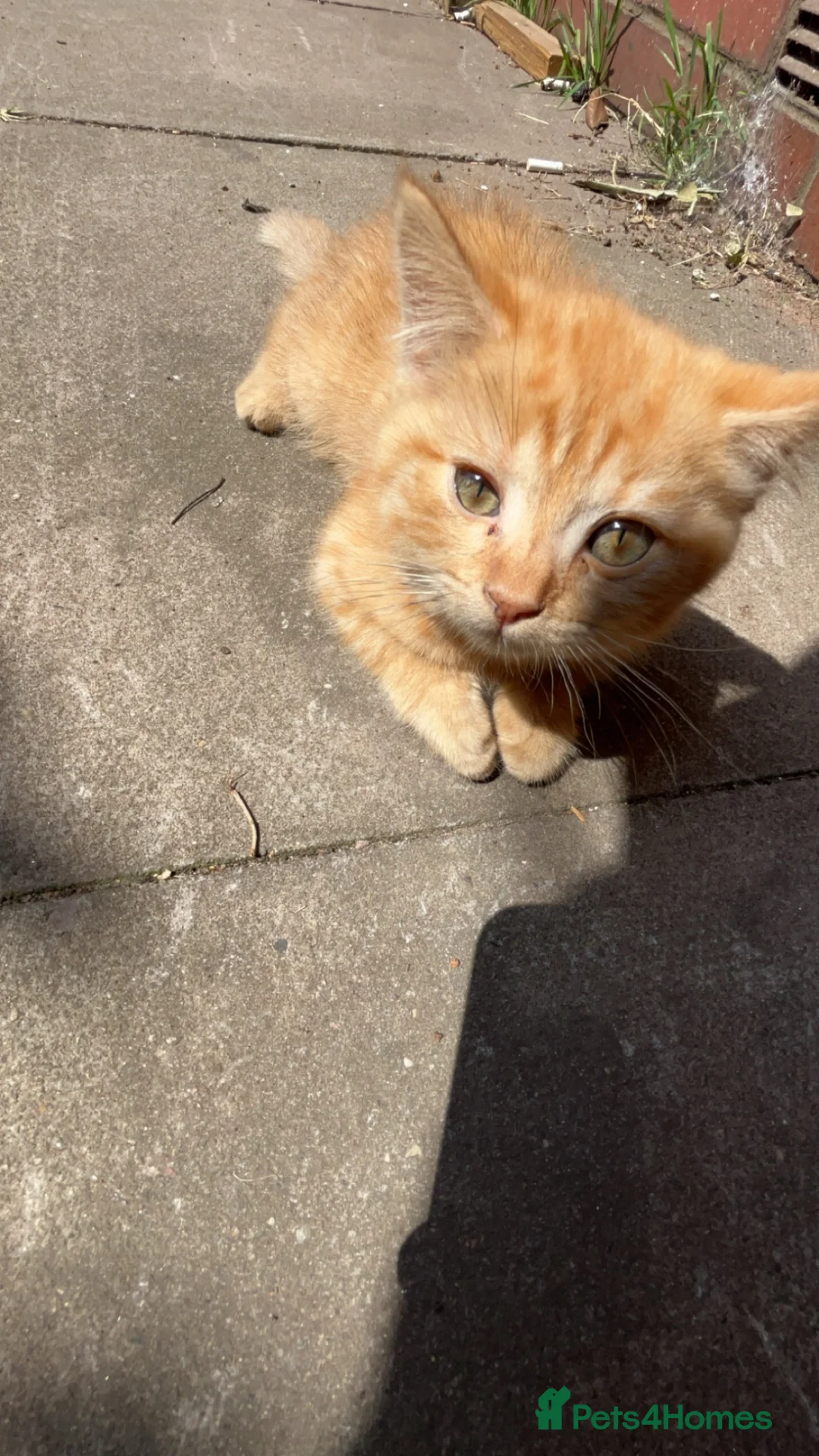Mixed Breed cats for sale: Playful ginger kitten in Birmingham - Advert 1