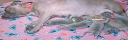 Staffordshire Bull Terrier dogs for sale: Staff puppies - Advert 1