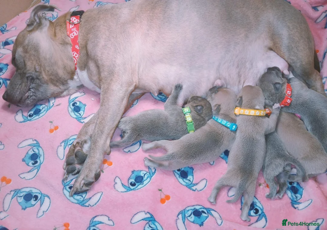 Staffordshire Bull Terrier dogs for sale: Staff puppies - Advert 1