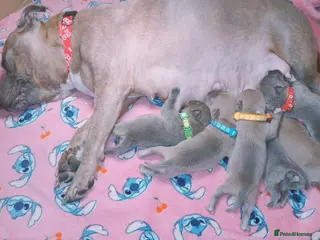 Staffordshire Bull Terrier dogs Staff puppies - Advert 6