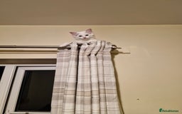 Ragdoll cats for sale: All RESERVED Ragdoll x Siberian Neva Masquerade - Image 3