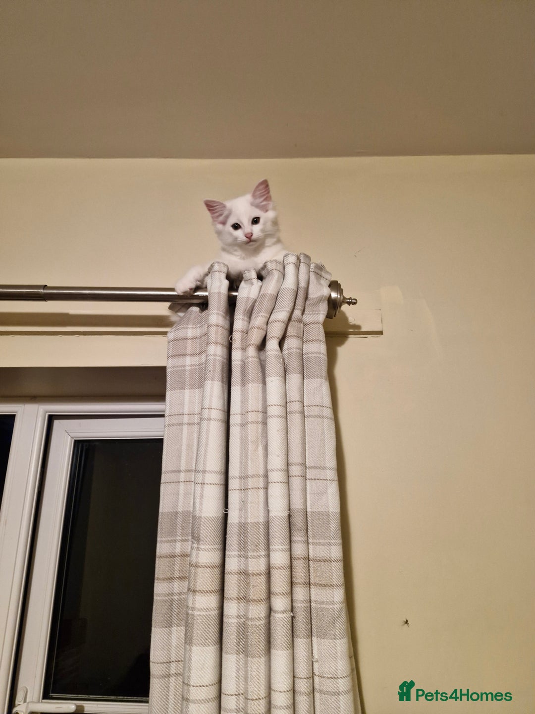 Ragdoll cats for sale: All RESERVED Ragdoll x Siberian Neva Masquerade - Image 3