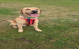 Labrador Retriever dogs for stud: Simba STUD ONLY  in Bradford - Image 4
