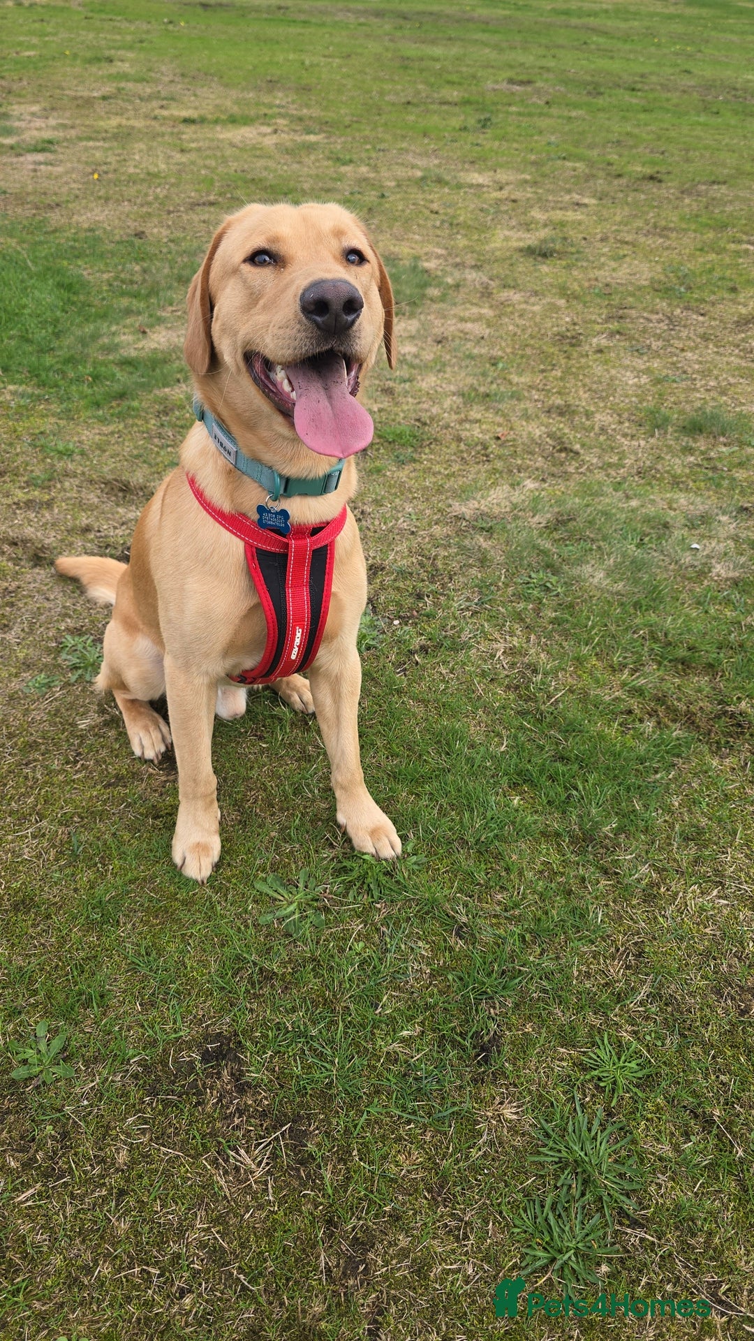 Labrador Retriever dogs for stud: Simba STUD ONLY  in Bradford - Image 4