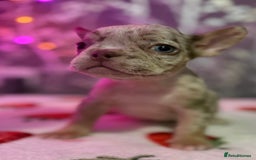 French Bulldog dogs for sale: French bulldog puppy’s - Image 27
