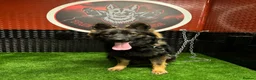 German Shepherd dogs for sale: Working lines German shepherd  - Advert 12